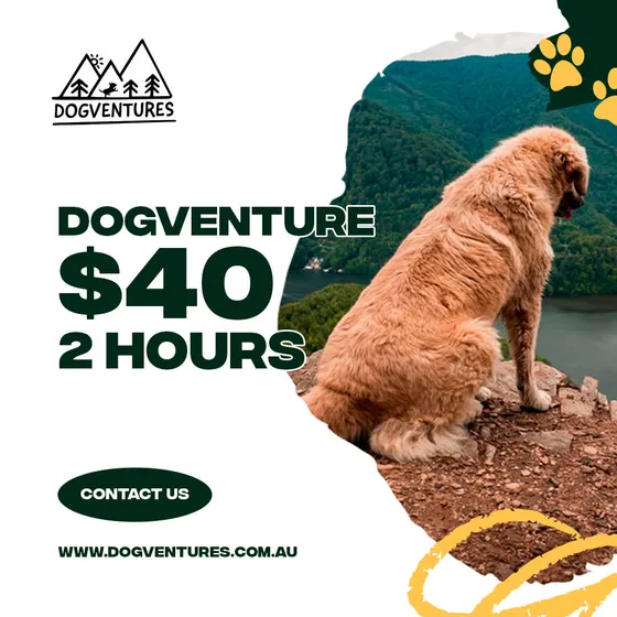 Dogventures social post